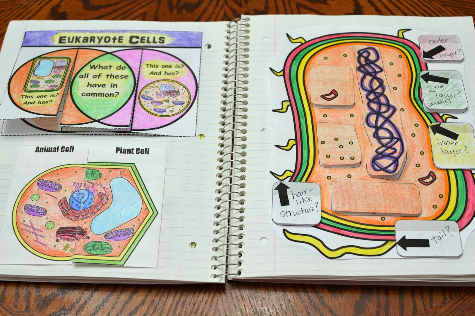 store biology interactive notebook bundle.