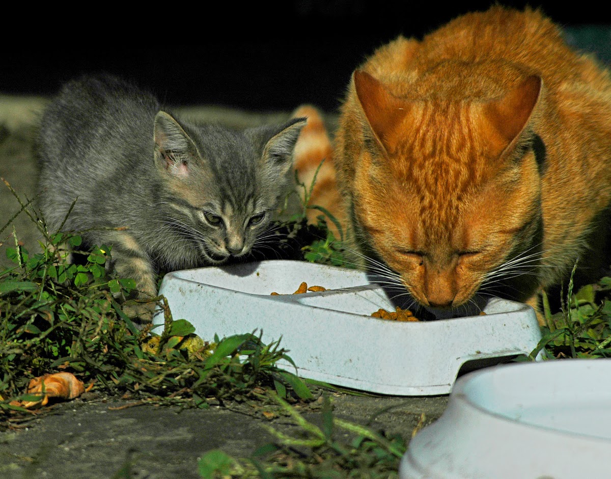 Кошки едят хозяев. Кормление животных. Кормление кошек на улице. Уличный кот кушает.