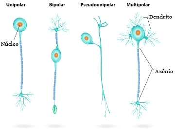 Por dentro do Mundo das Células: Neurônio
