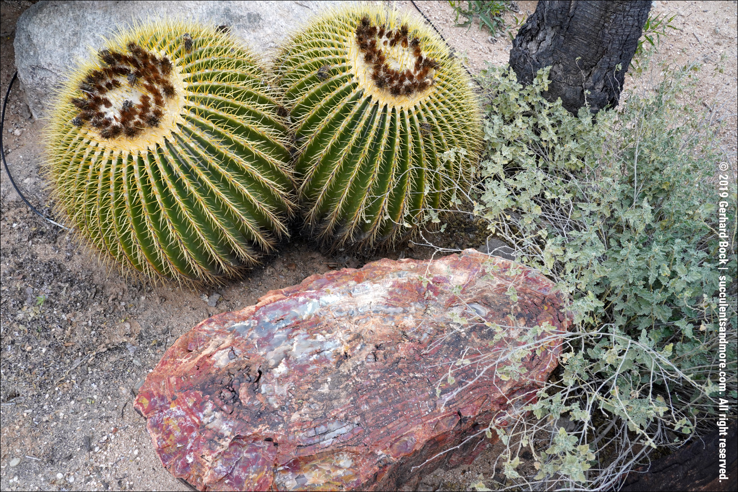 Bach's Cactus Nursery in Tucson on a chilly winter day