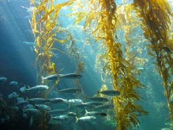 Jual Rumput Laut Kering Jenis Glacillaria: Rumput Laut Kering jenis