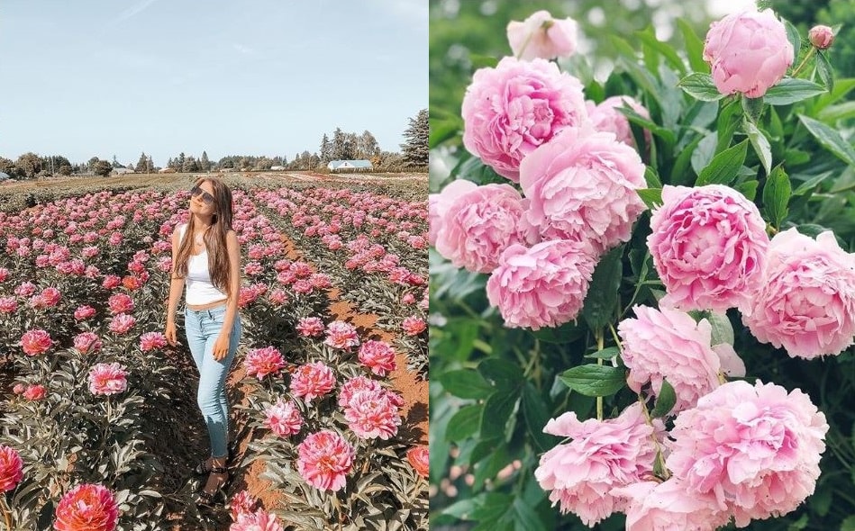 Dianjiang Peony Culture Festival For Urban Women Awarded Top 100