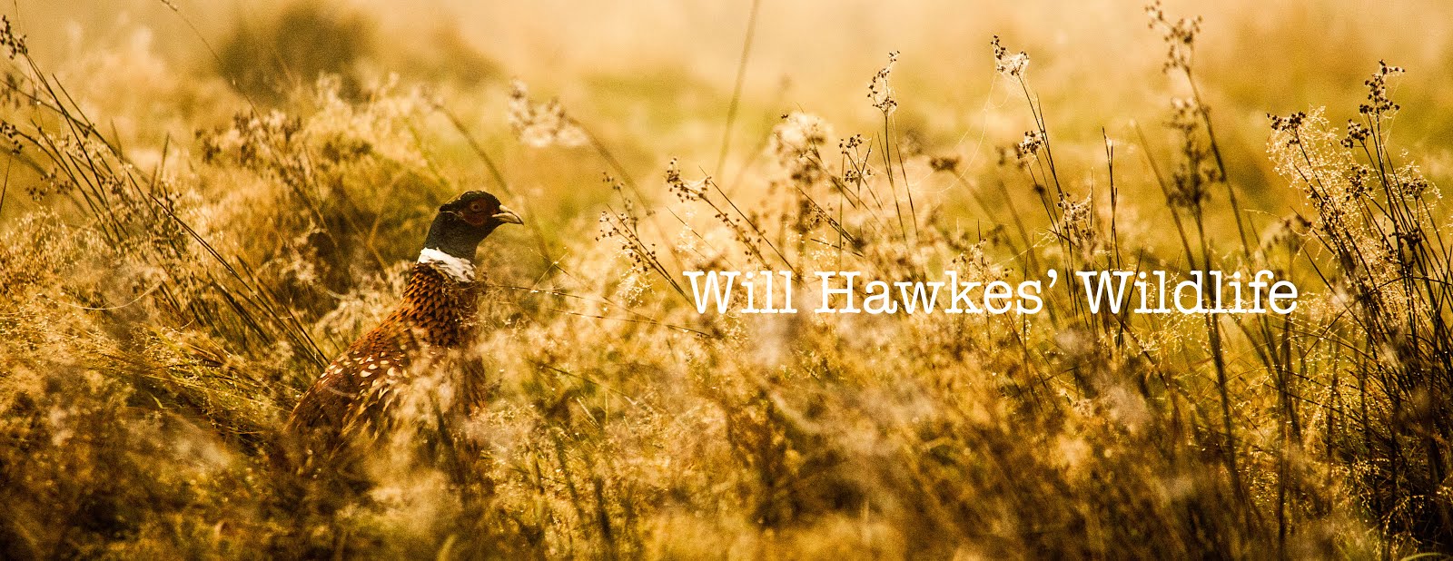Will Hawkes' Wildlife Blog