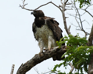 Martial Eagle