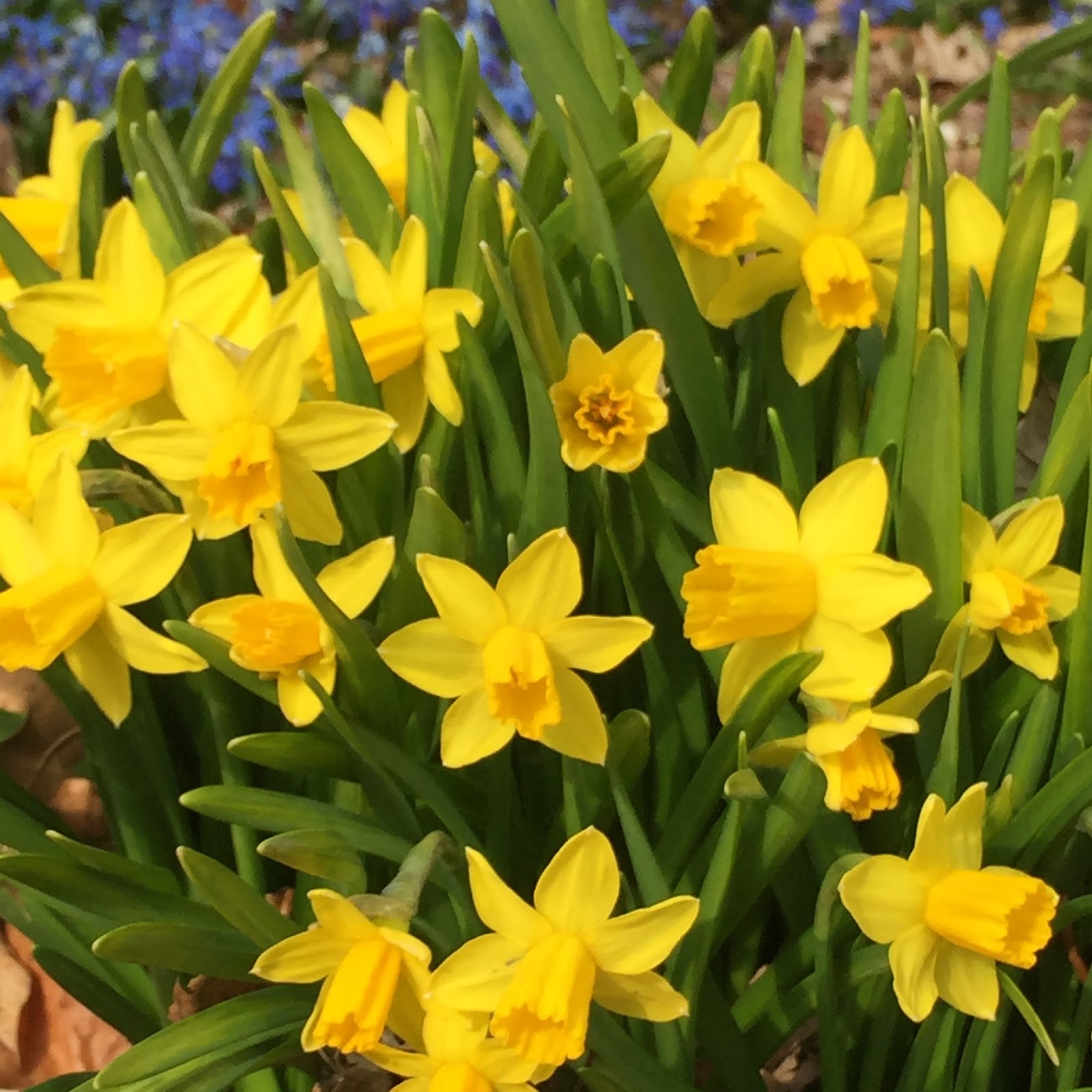 The Phytophactor Friday Fabulous Flower dwarf daffodils