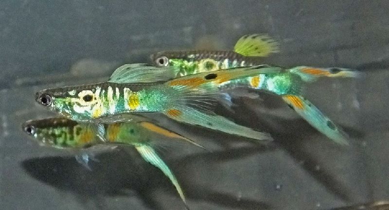 Guppy Double Swordtail Gambar Gambar Ikan Guppy Double Swordtail