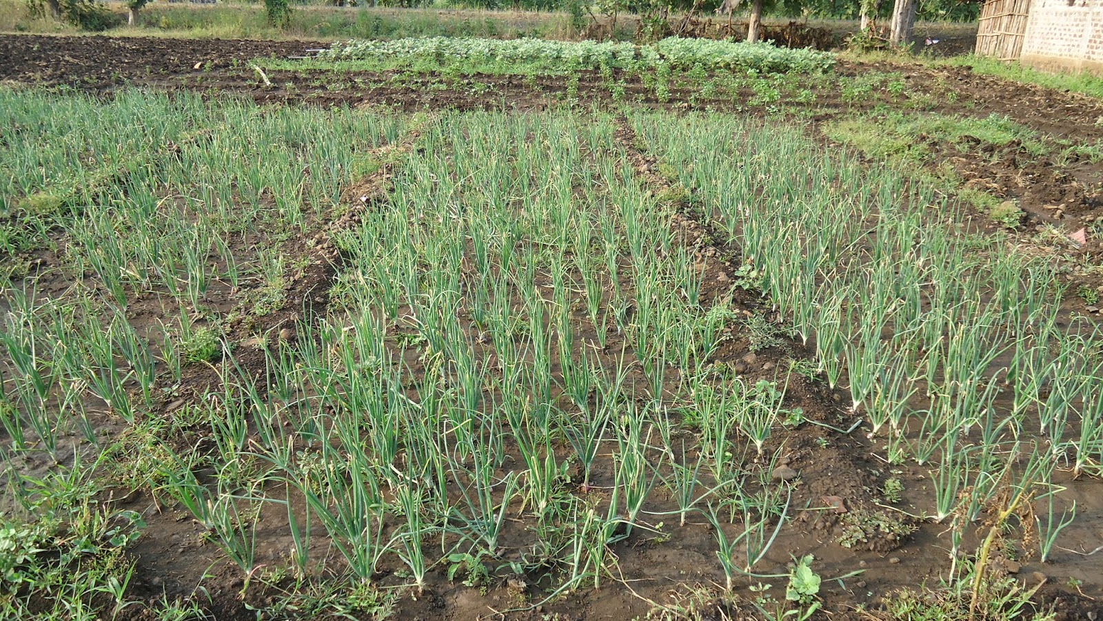 Jeevika vegetable and onion cultivation through organic method