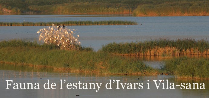 Fauna de l'estany d'Ivars i Vila-sana