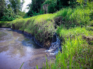 Natural View Of Terrace Farming Water Irrigation Flow Of The Rice Field At Ringdikit Village, North Bali, Indonesia