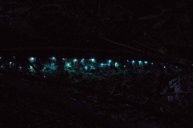 Пещера светлячков в Новой Зеландии