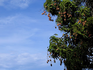 Wallpaper Blog: tree wallpaper hd