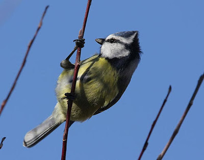 Cyanistes Parus caeruleus