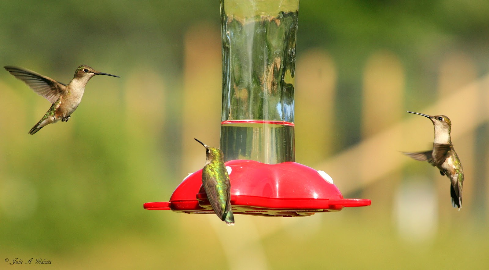 Birding Is Fun!: Hummingbird Delight