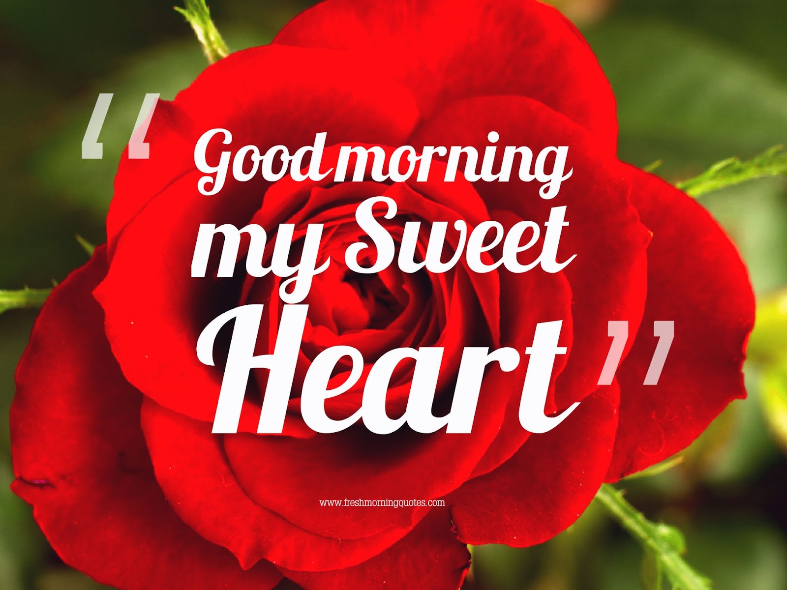 good morning my sweetheart rose image