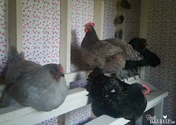 roosting chicken bars coop chickens roost roosts sleep should area designs between fresheggsdaily night hens leave eggs fresh daily each