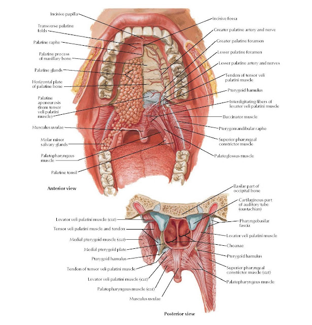 Roof of Oral Cavity Anatomy