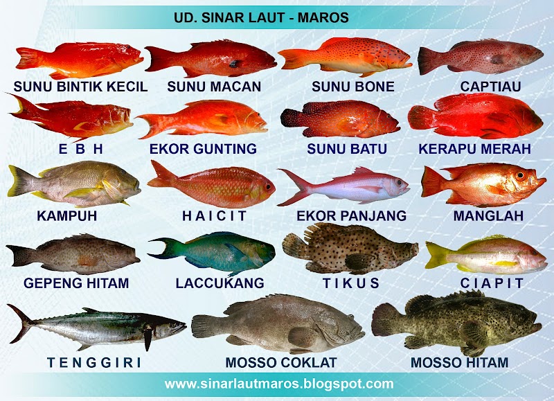 22+ Istimewa Gambar Poster Ikan