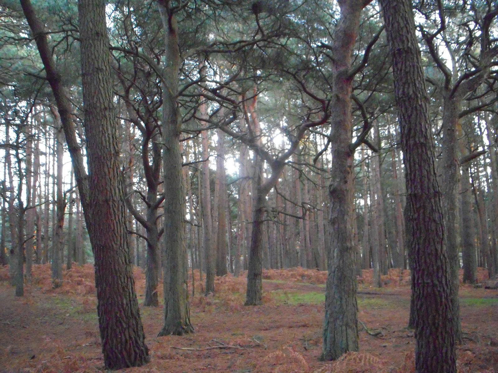 What is a ley line St Catherine's Hill Christchurch Dorset