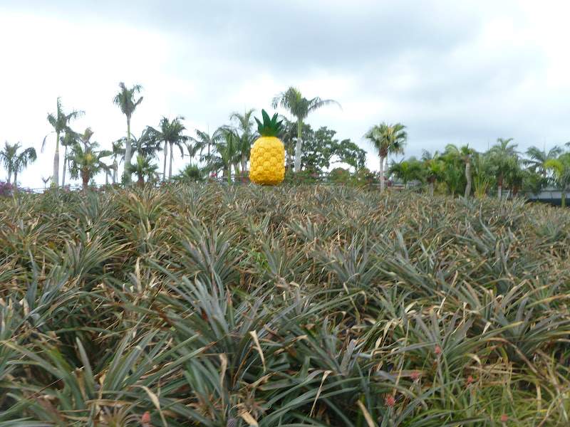 Okinawan Odyssey Baby Olive at the Pineapple Factory
