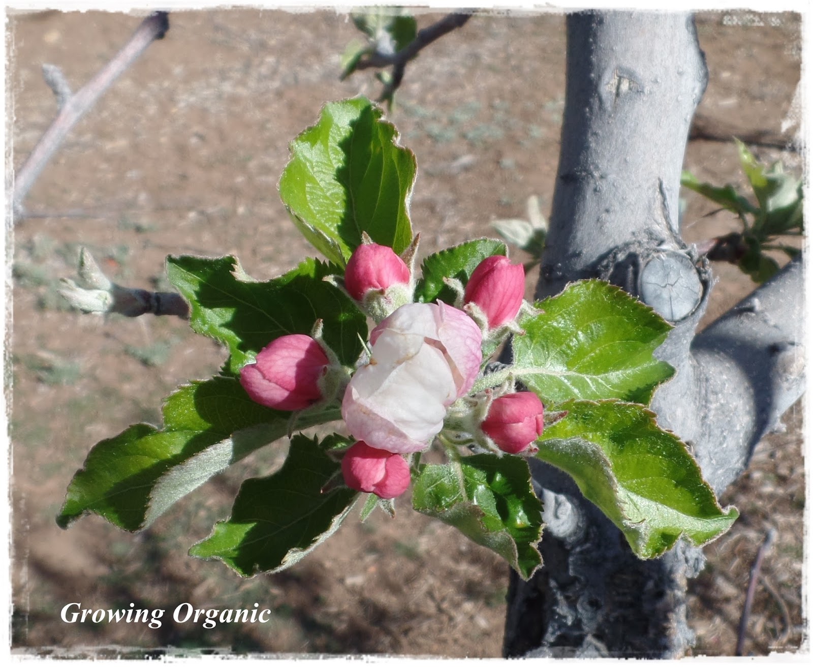 Growing Organic Where Does the Fruit Grow? Identifying Apple and Pear Buds