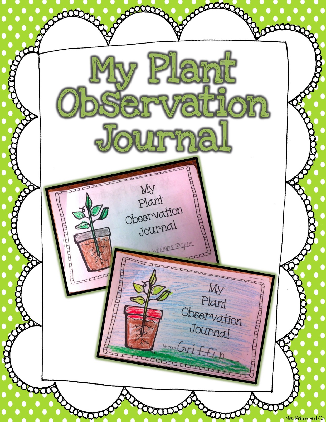 mrs-prince-and-co-we-grew-plants-in-what