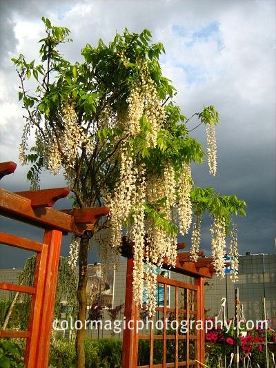 White wisteria tree picture-wisteria sinensis alba picture