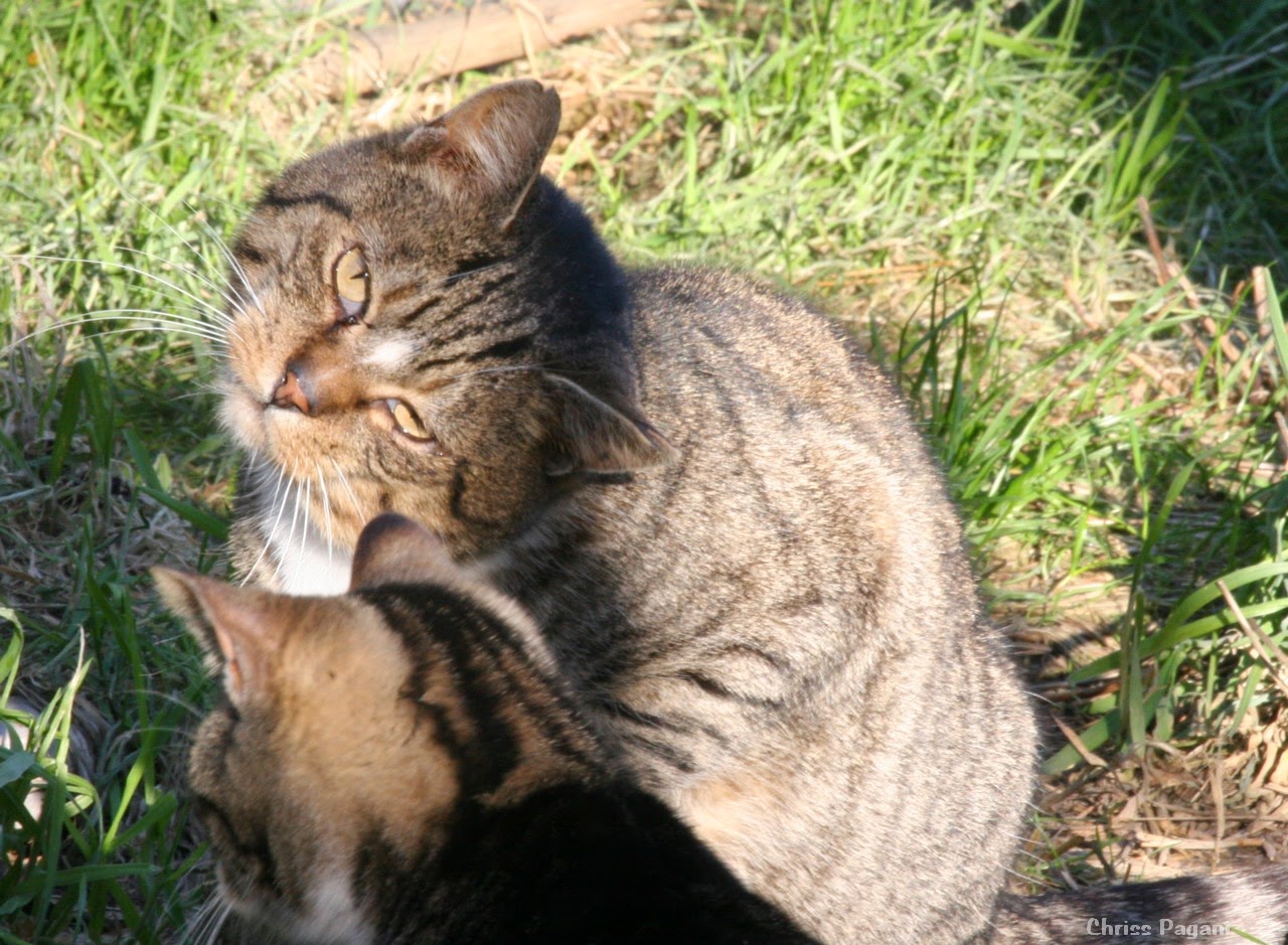 tabby feral cat showing signs of vestibular disease or syndrome