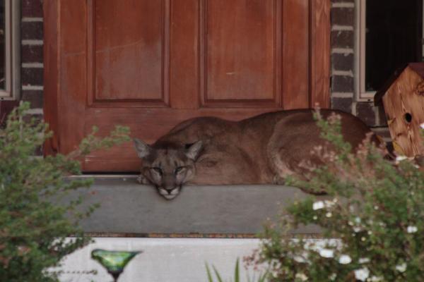 Mountain-lion-found-napping-on-Utah-couples-front-porch.jpg