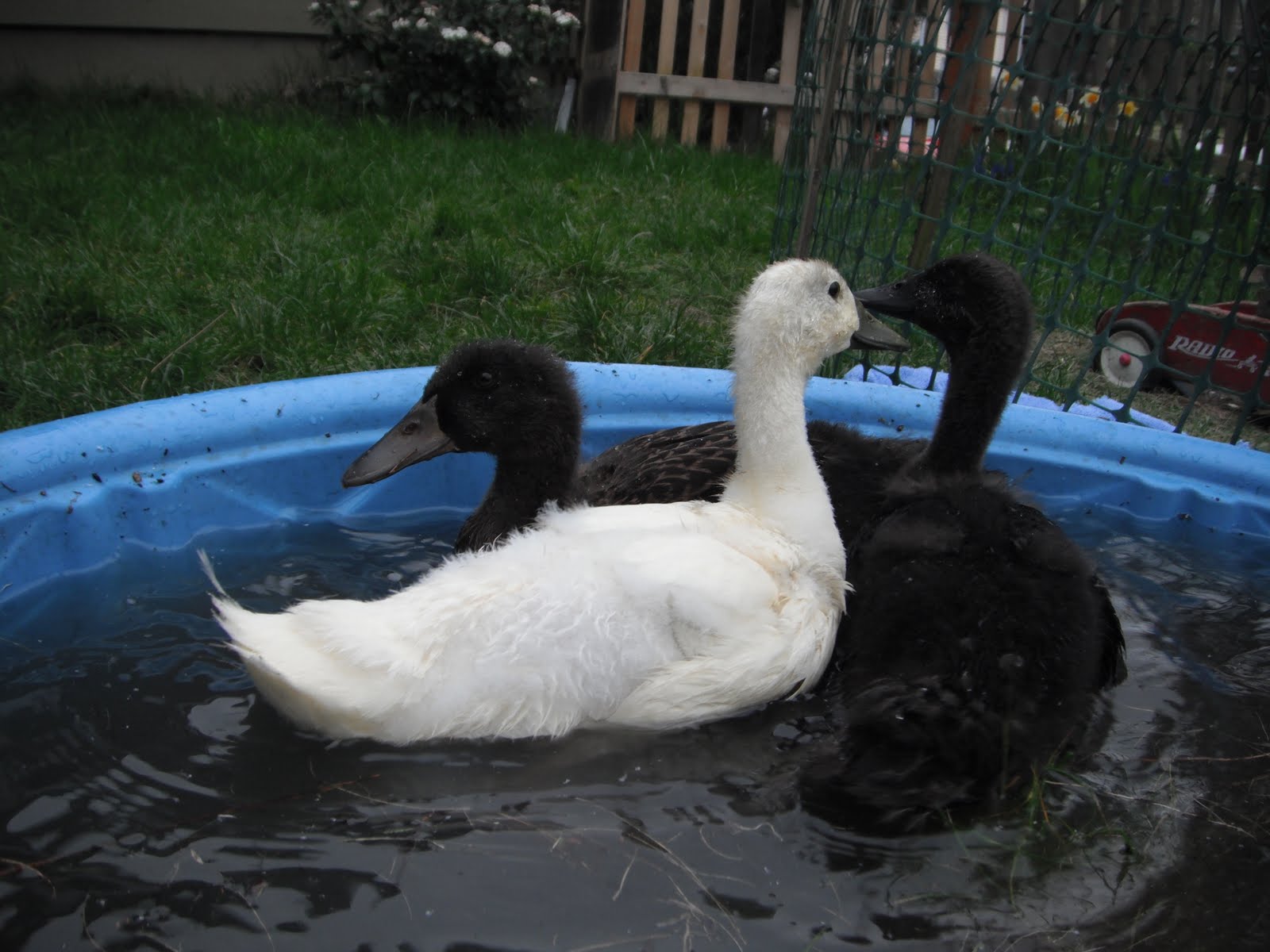 neilwaukee: duck, duck, squeaks