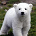 The next celebrity zoo animal? Polar bear Knut's little half-brother is looking for a name...