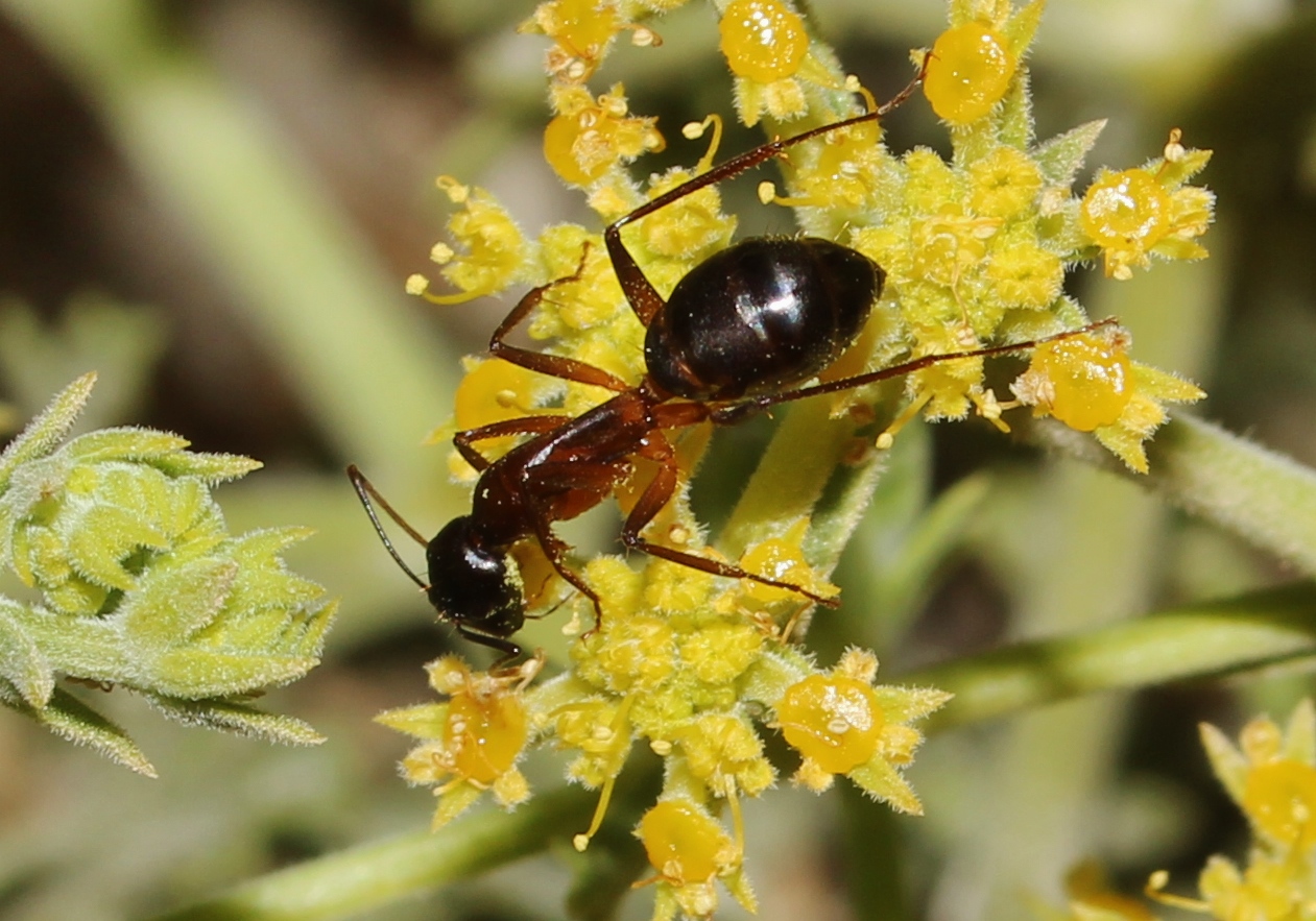 Biodiversity of Cyprus by NGO Protection of the Natural Heritage and ...