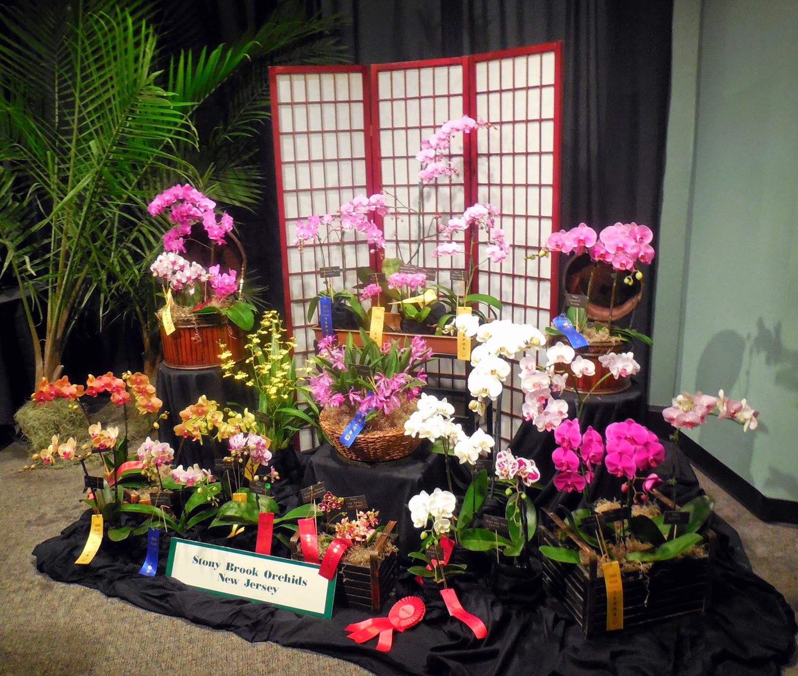 The College Gardener The SEPOS Orchid Show