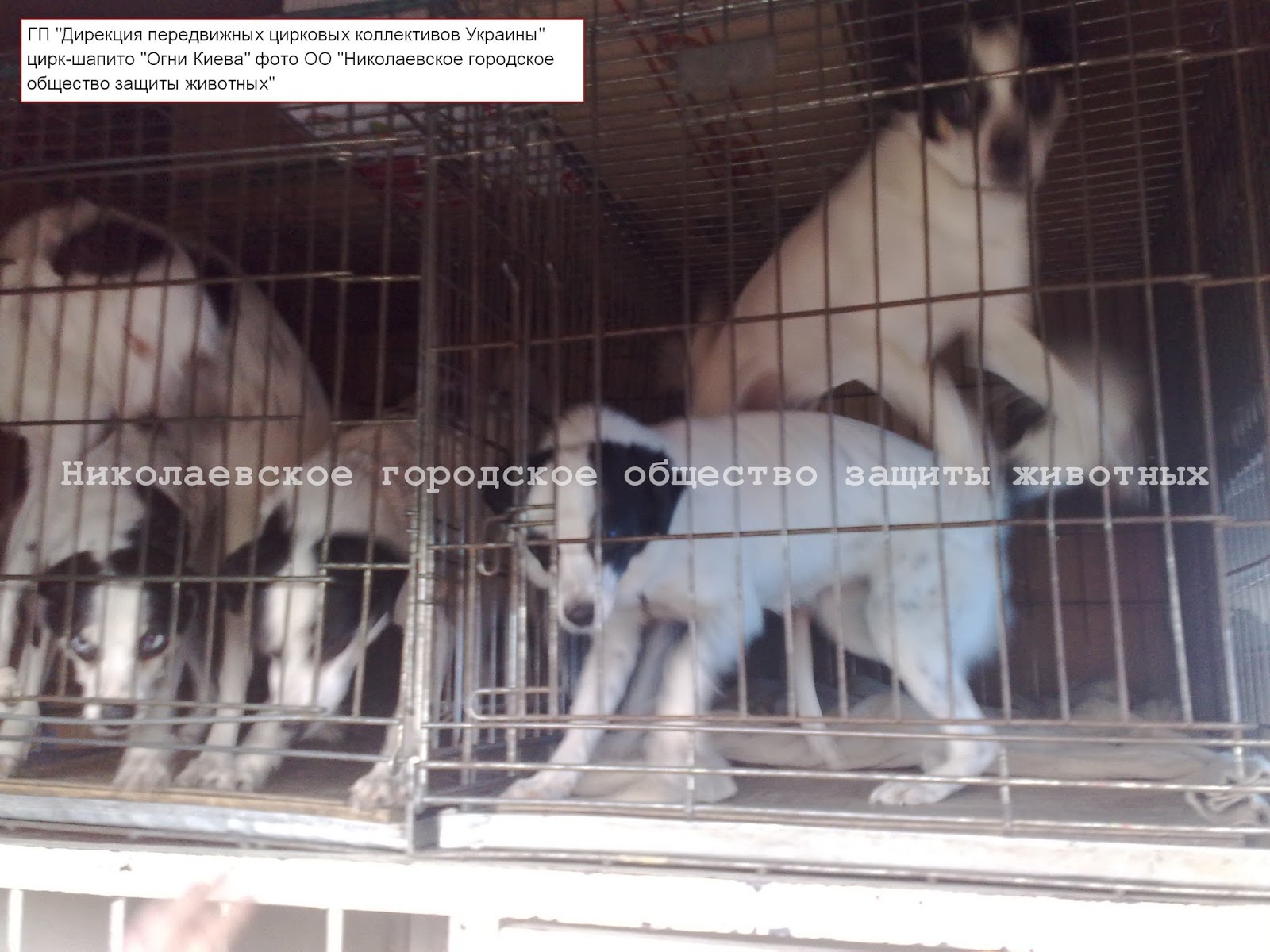 Животное в клетке. Животные клетки. Звери в цирке. Содержание животных в цирке. Обращение с животными в цирке.