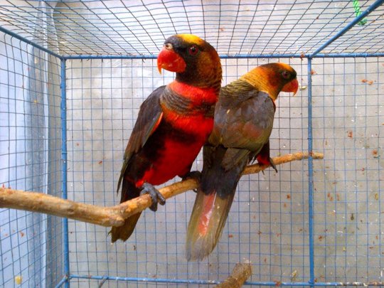 Daftar Harga Burung Nuri Bersertifikat Resmi Orisinil Terbaru