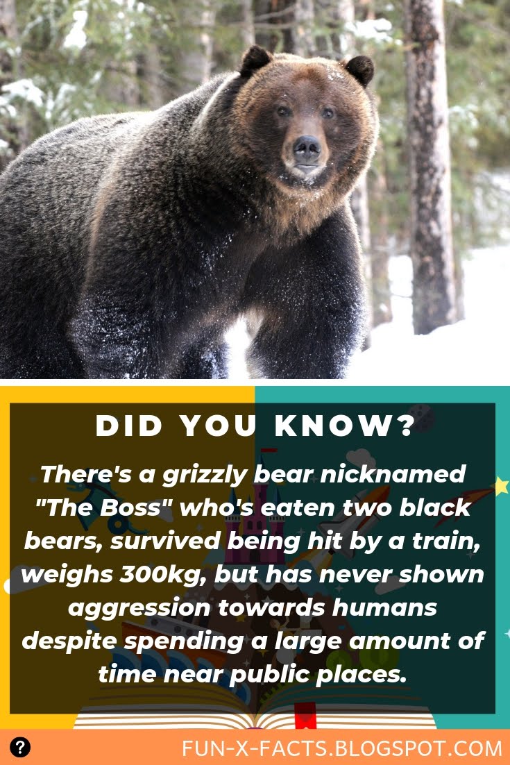 There's a grizzly bear nicknamed "The Boss" who's eaten two black bears