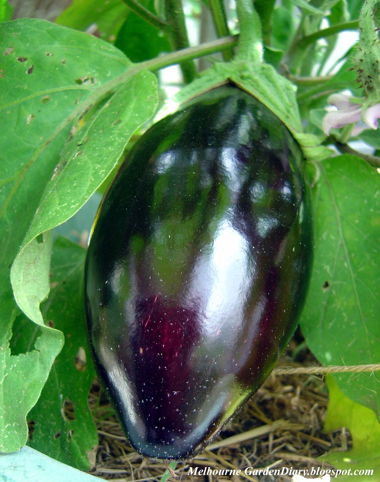 Melbourne Garden Diary Bonica eggplant