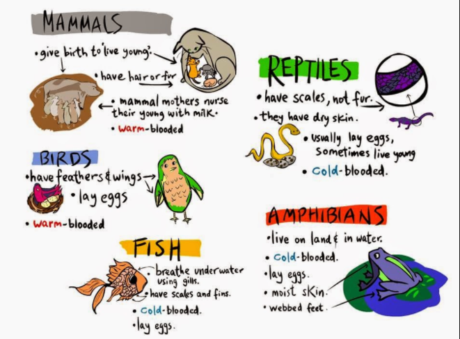 mammals reptiles amphibians