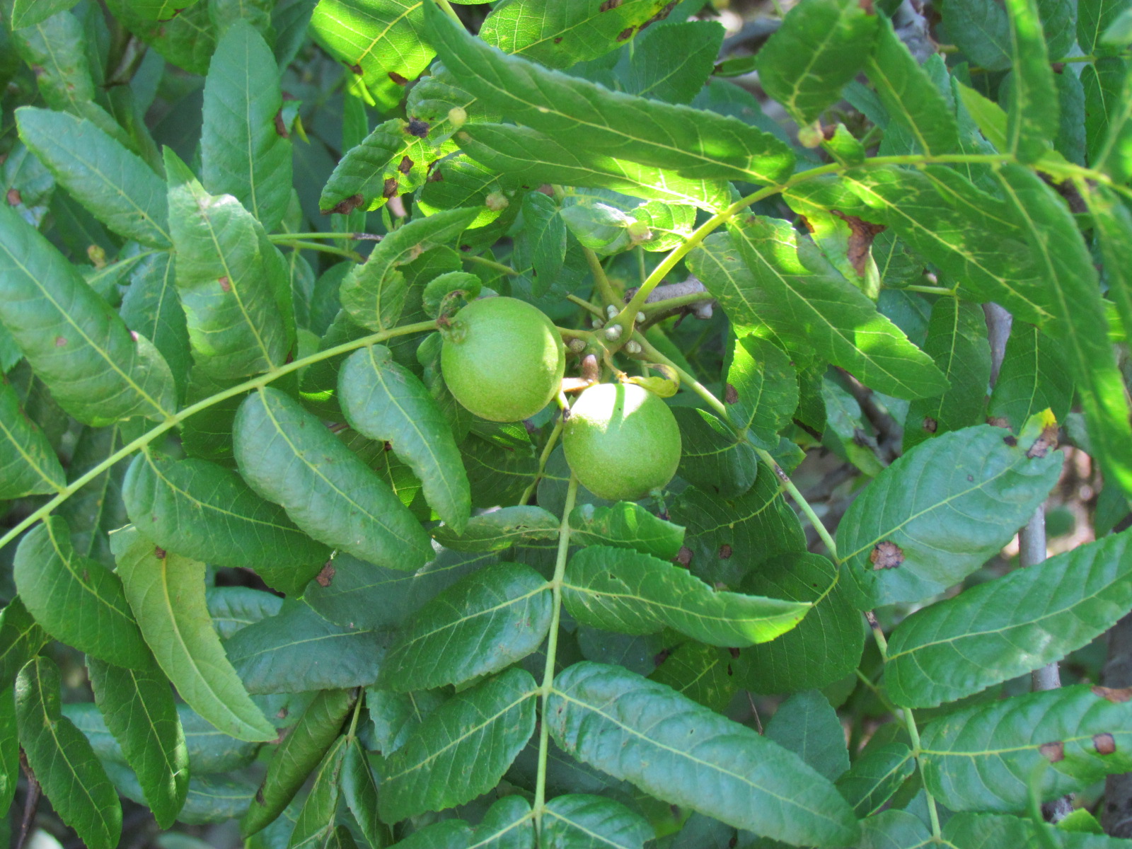 Puente Hills Nature Mixed Nuts