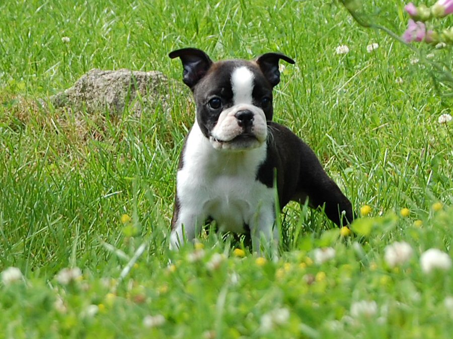 Cute Puppy Dogs: Cute boston terrier puppies