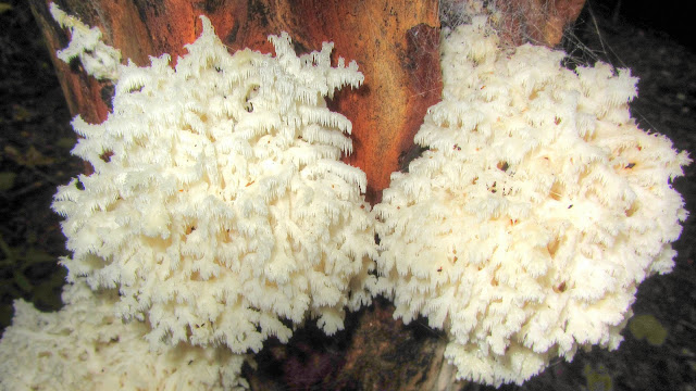 Comb Tooth Mushroom - Magic Fungi