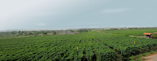 panoramic view of vineyard