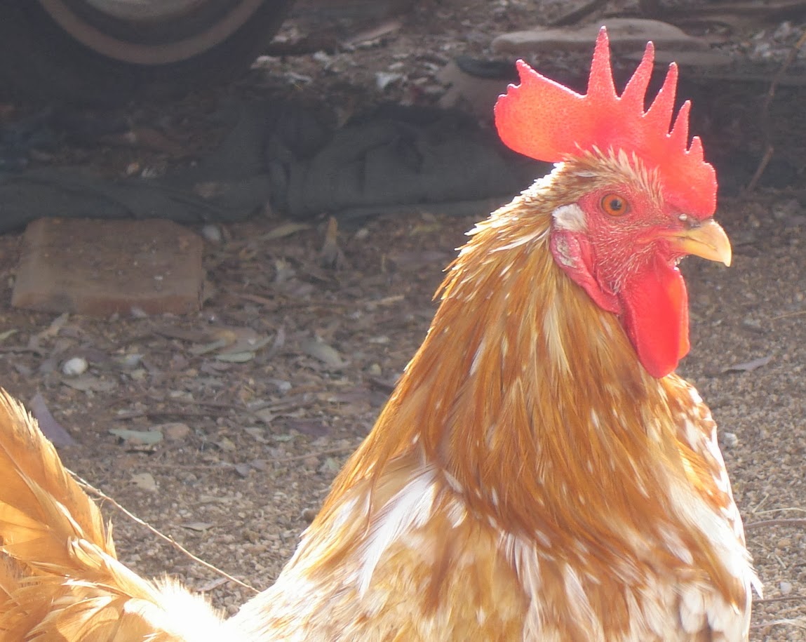 Aloha Chickens: The Mysterious Orange Color - Part Two