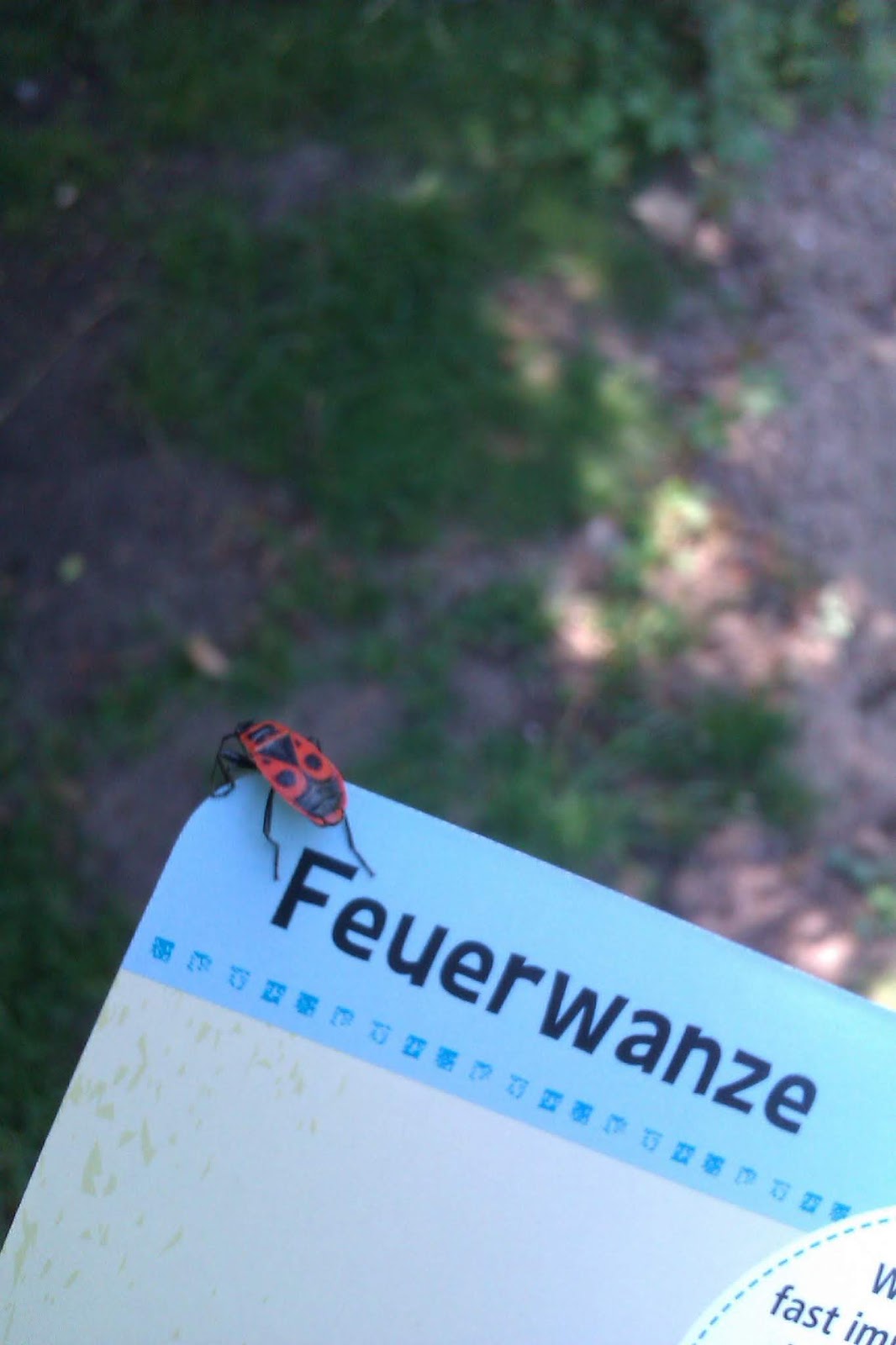 Frau Frieda Insektensommer Oder Feuerwanzen