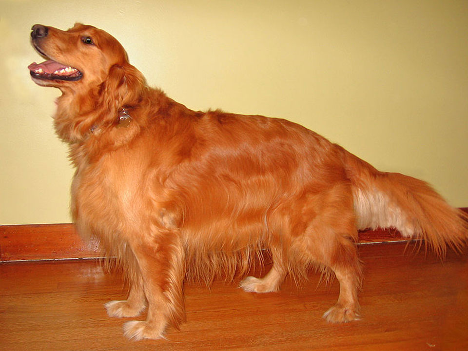 golden-retriever-easy-trainable-and-most-intelligent-dog-breed-best