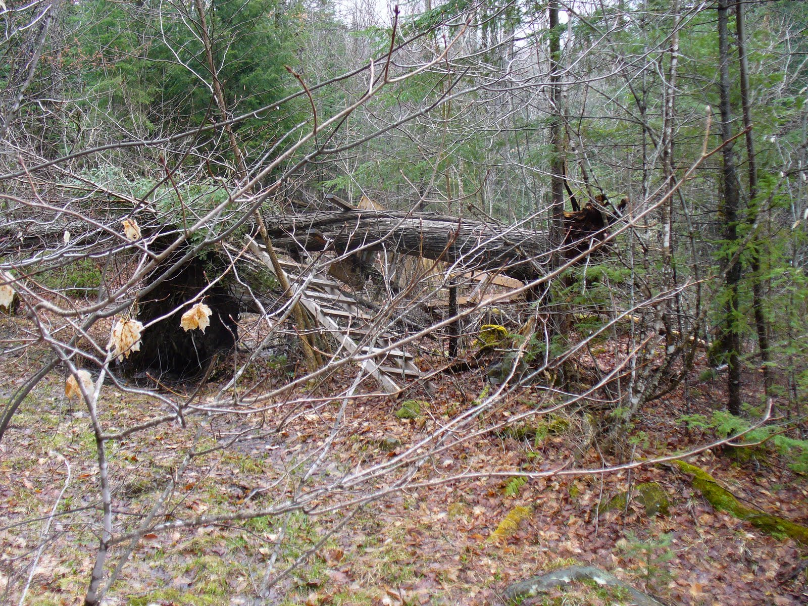 Chasse, pêche et plein air mai 2011