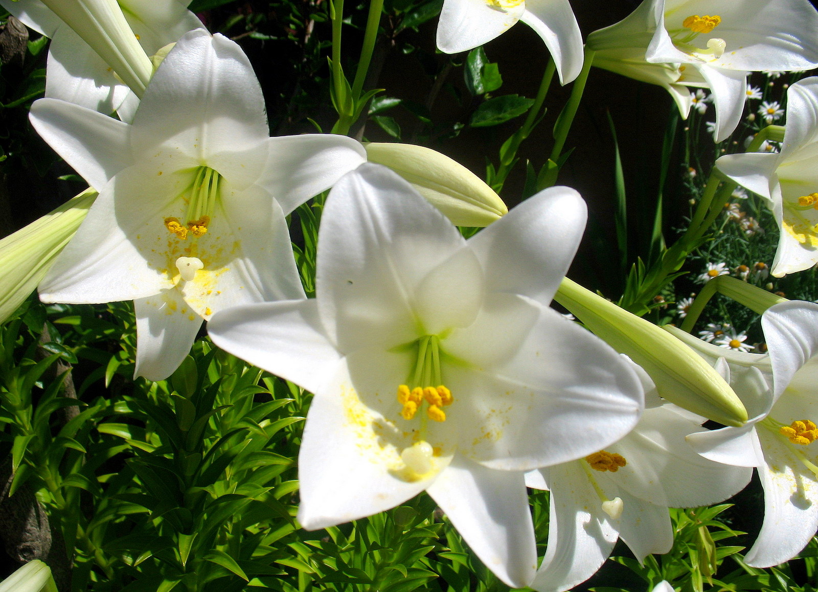 Quelques Lys blancs Paysages et Fleurs au fil de l'eau