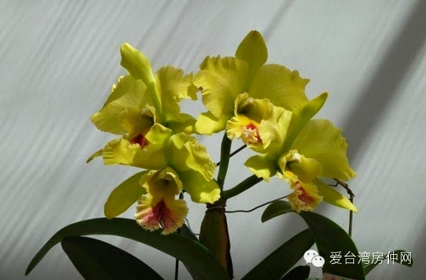 Taiwan International Orchid Show Pictures Gallery