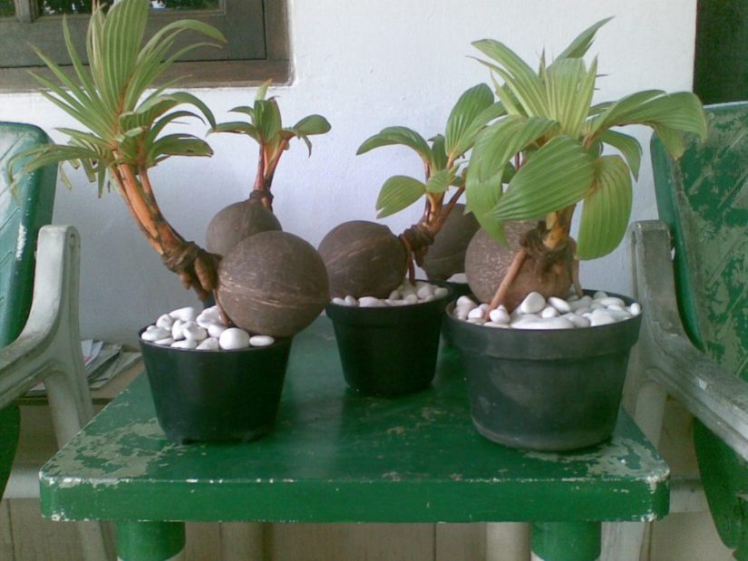 Panduan Membuat Bonsai Kelapa Tips Petani