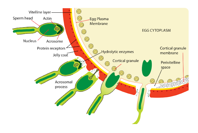 METABOLISME FERTILISASI | YANJUZ diagram pregnant womans body 