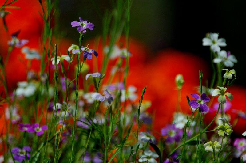 LOVELY FLOWERS Very Nice Wonderfull Yellow Flower high resolution